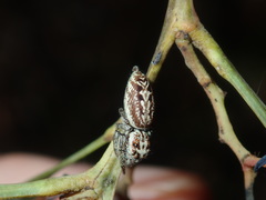 Opisthoncus serratofasciatus