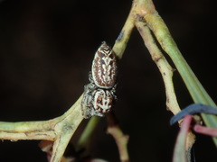 Opisthoncus serratofasciatus