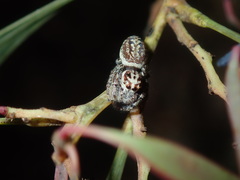 Opisthoncus serratofasciatus