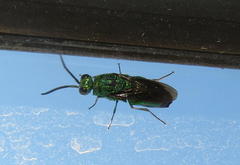 Chrysis lincea