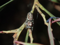 Opisthoncus serratofasciatus