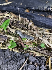 Theretra oldenlandiae