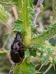Carabidae