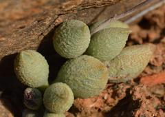 Adromischus marianiae