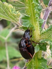 Carabidae