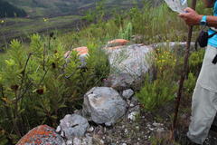 Indigofera filifolia