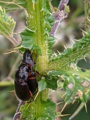 Carabidae
