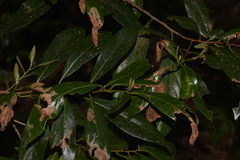 Litsea australis
