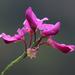 Indigofera filifolia - Photo (c) Tony Rebelo, algunos derechos reservados (CC BY-SA), subido por Tony Rebelo
