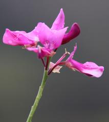 Indigofera filifolia