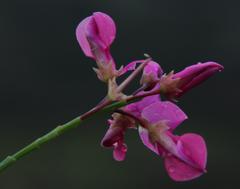 Indigofera filifolia