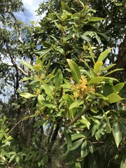 Alyxia spicata
