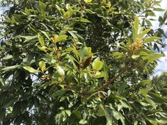 Alyxia spicata