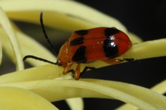 Stethopachys formosa