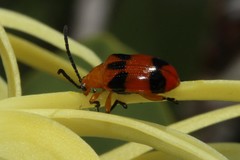 Stethopachys formosa