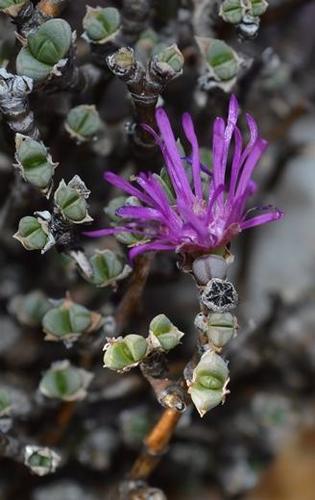 Antimima papillata