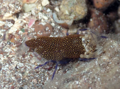 Gnathophyllum elegans