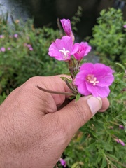 Epilobium hirsutum