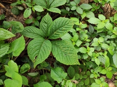 Chloranthus holostegius