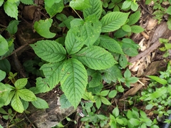 Chloranthus holostegius