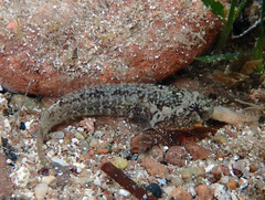 Millerigobius macrocephalus
