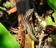 Emoia cyanura