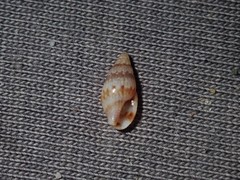 Pseudamycla dermestoidea