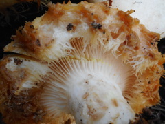 Lactarius aquizonatus