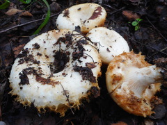 Lactarius aquizonatus