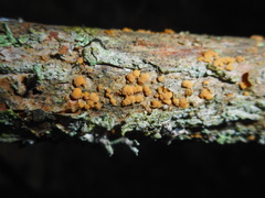 Pezicula eucrita