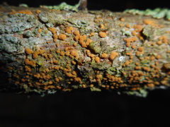 Pezicula eucrita