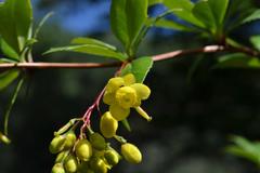 Berberis aristata