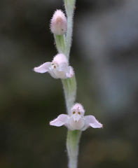 Goodyera schlechtendaliana