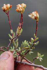 Crassula biplanata