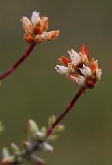 Crassula biplanata