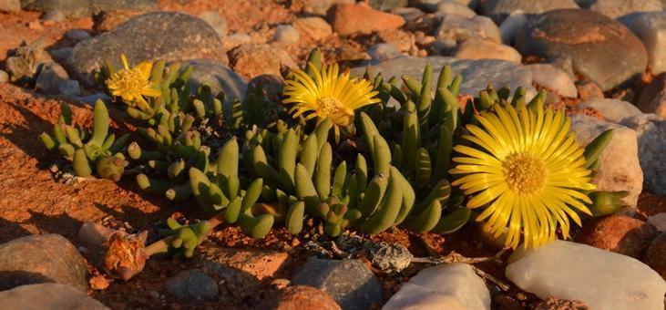 Cephalophyllum goodii
