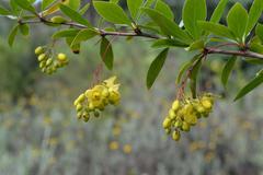 Berberis aristata