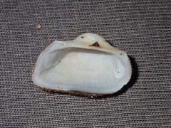 Striarca pisolina