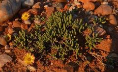 Cephalophyllum goodii