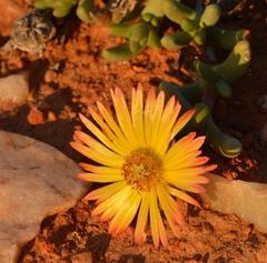 Cephalophyllum goodii