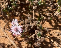 Antimima dasyphylla