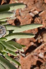 Cephalophyllum goodii