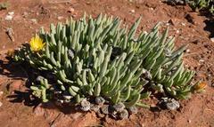 Cephalophyllum goodii