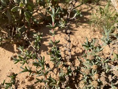 Antimima dasyphylla
