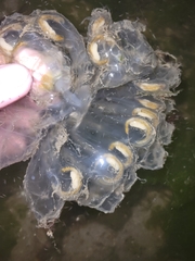 Cyclosalpa affinis