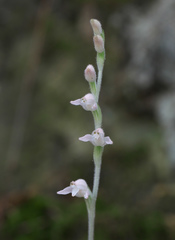 Goodyera schlechtendaliana