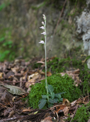 Goodyera schlechtendaliana