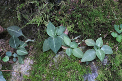 Goodyera schlechtendaliana