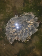 Cyclosalpa affinis
