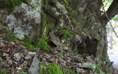 Goodyera schlechtendaliana